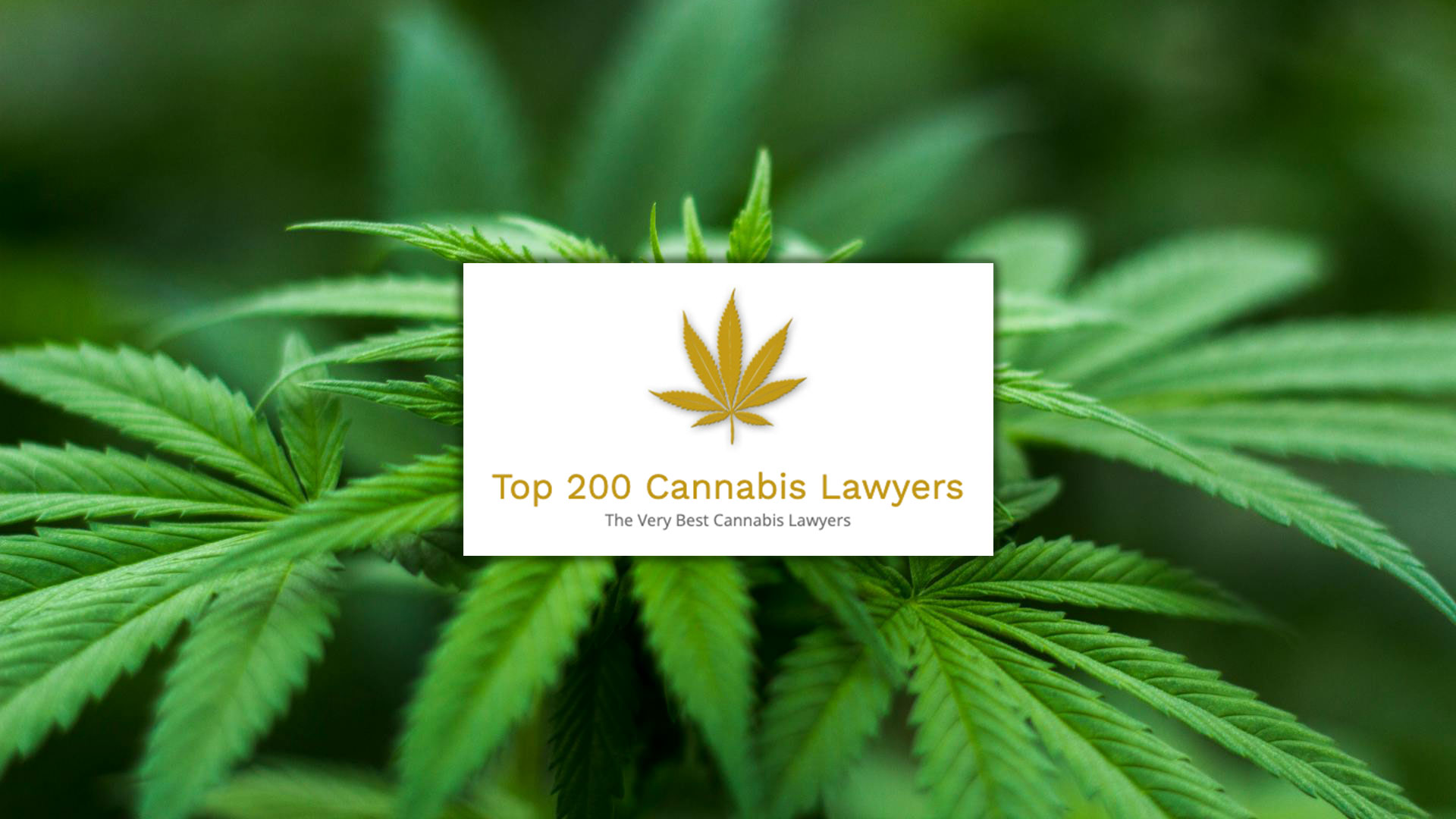 top200-cannabis-lawyers