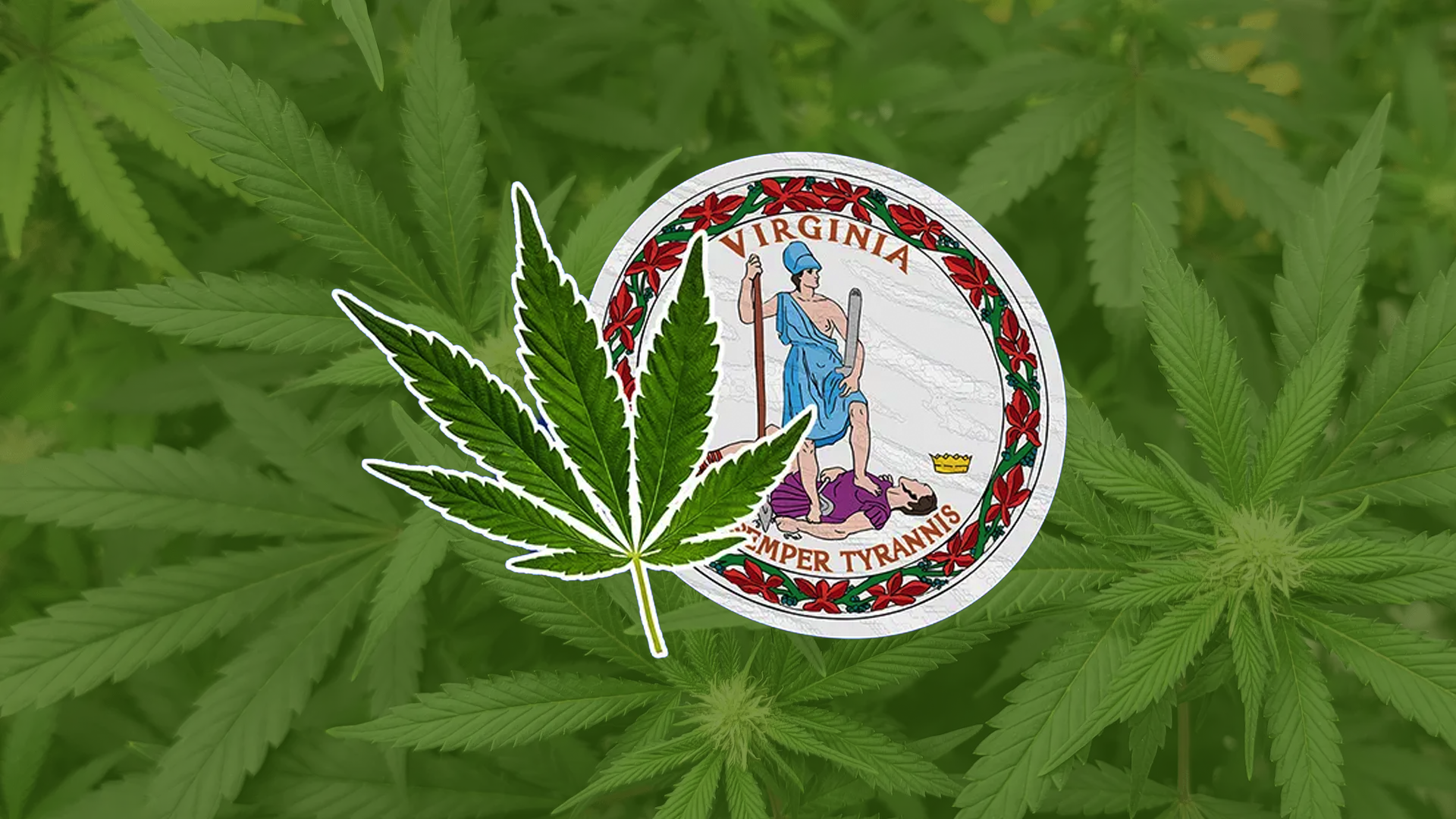 virginia-cannabis-licenses